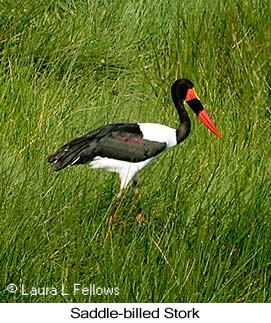 Saddle-billed Stork - © Laura L Fellows and Exotic Birding LLC