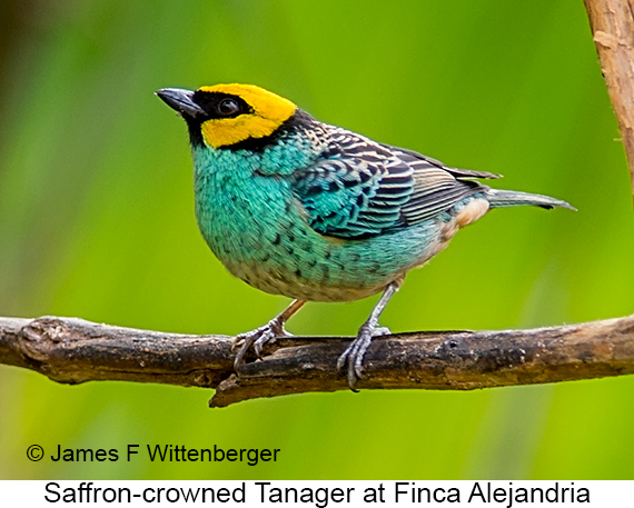 Saffron-crowned Tanager - © James F Wittenberger and Exotic Birding LLC