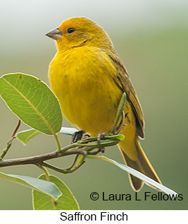 Saffron Finch - © Laura L Fellows and Exotic Birding LLC
