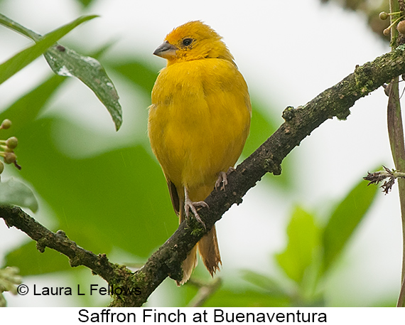 Saffron Finch - © Laura L Fellows and Exotic Birding LLC