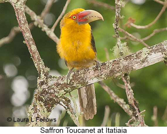 Saffron Toucanet - © Laura L Fellows and Exotic Birding LLC