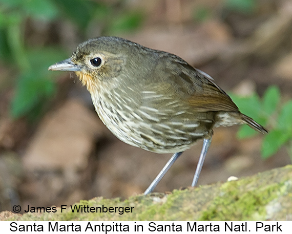 Santa Marta Antpitta - © James F Wittenberger and Exotic Birding LLC