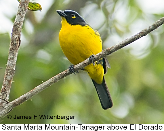 Black-cheeked Mountain-Tanager - © James F Wittenberger and Exotic Birding LLC