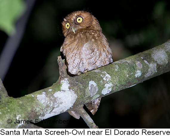 Santa Marta Screech-Owl - © James F Wittenberger and Exotic Birding LLC