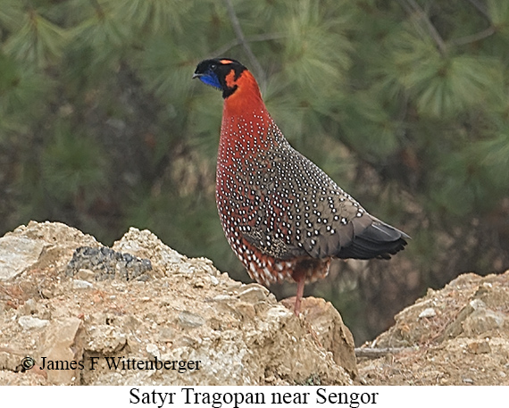 Satyr Tragopan - © James F Wittenberger and Exotic Birding LLC