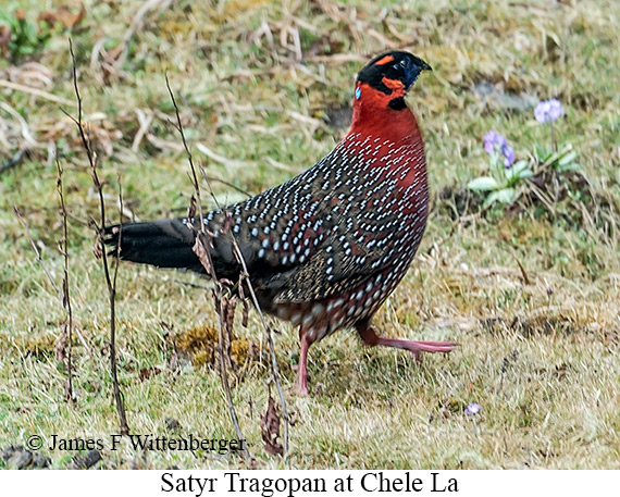 Satyr Tragopan - © James F Wittenberger and Exotic Birding LLC