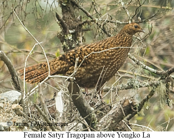Female Satyr Tragopan - © James F Wittenberger and Exotic Birding LLC