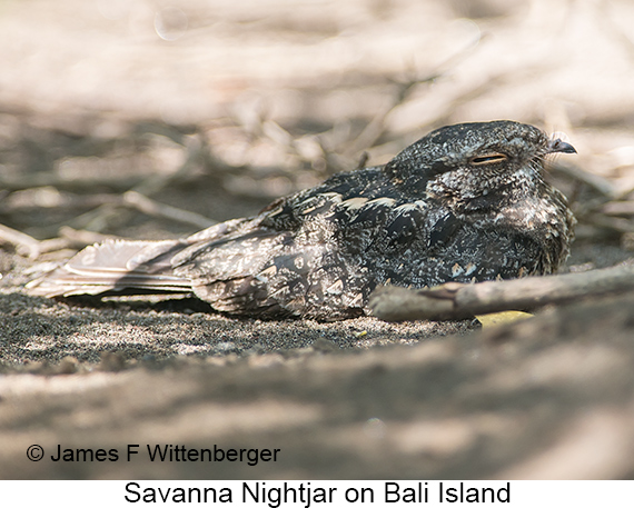 Savanna Nightjar - © James F Wittenberger and Exotic Birding LLC