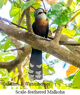 Scale-feathered Malkoha - © James F Wittenberger and Exotic Birding LLC