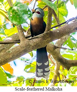 Scale-feathered Malkoha - © James F Wittenberger and Exotic Birding LLC