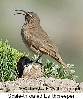 Scale-throated Earthcreeper - © James F Wittenberger and Exotic Birding LLC