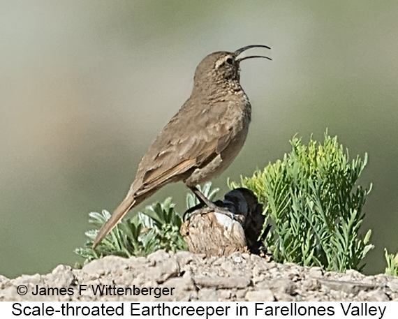 Scale-throated Earthcreeper - © James F Wittenberger and Exotic Birding LLC