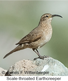 Scale-throated Earthcreeper - © James F Wittenberger and Exotic Birding LLC