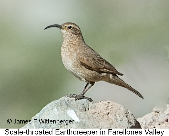 Scale-throated Earthcreeper - © James F Wittenberger and Exotic Birding LLC