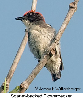Scarlet-backed Flowerpecker - © James F Wittenberger and Exotic Birding LLC