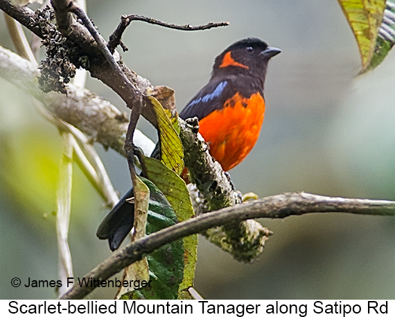 Scarlet-bellied Mountain Tanager - © James F Wittenberger and Exotic Birding LLC