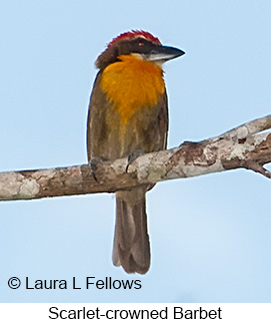 Scarlet-crowned Barbet - © Laura L Fellows and Exotic Birding LLC