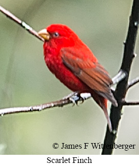 Scarlet Finch - © James F Wittenberger and Exotic Birding LLC