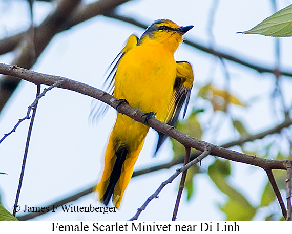 Scarlet Minivet - © James F Wittenberger and Exotic Birding LLC