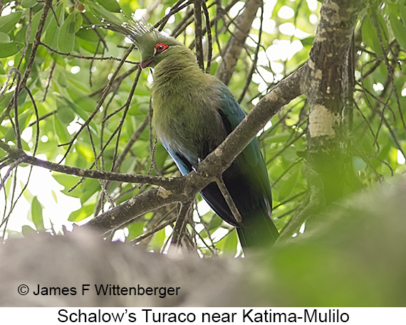 Schalow's Turaco - © James F Wittenberger and Exotic Birding LLC