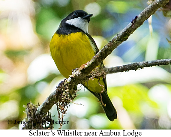 Sclater's Whistler - © James F Wittenberger and Exotic Birding LLC