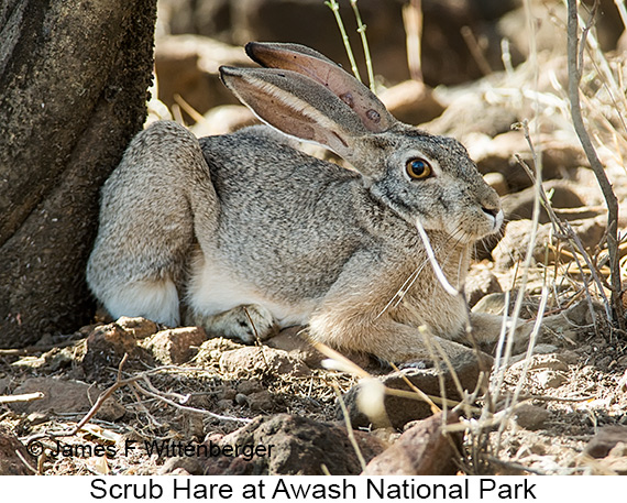 Scrub Hare - © James F Wittenberger and Exotic Birding LLC