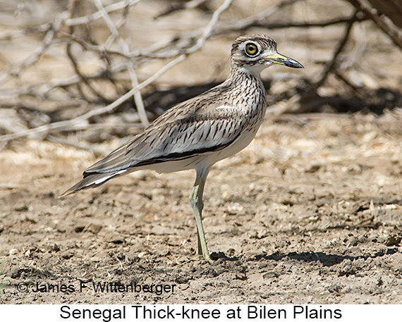 Senegal Thick-knee - © James F Wittenberger and Exotic Birding LLC
