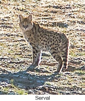Serval - © James F Wittenberger and Exotic Birding LLC