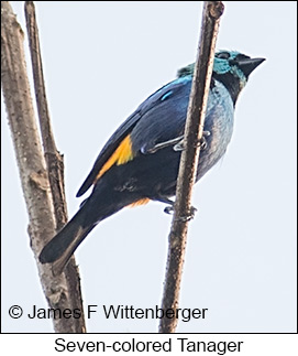 Seven-colored Tanager - © James F Wittenberger and Exotic Birding LLC