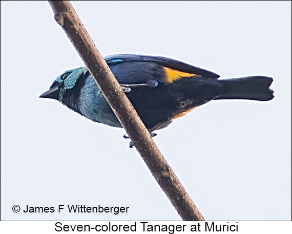 Seven-colored Tanager - © James F Wittenberger and Exotic Birding LLC