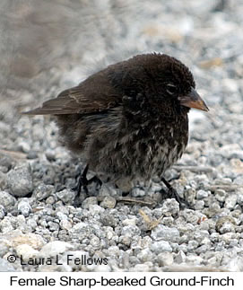 Sharp-beaked Ground-Finch - © Laura L Fellows and Exotic Birding LLC