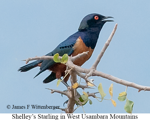 Shelley's Starling - © James F Wittenberger and Exotic Birding LLC