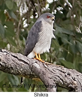 Shikra - © James F Wittenberger and Exotic Birding LLC