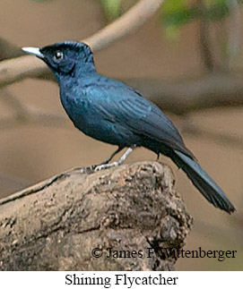 Shining Flycatcher - © James F Wittenberger and Exotic Birding LLC