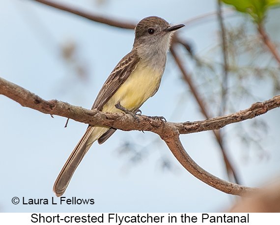 Short-crested Flycatcher - © Laura L Fellows and Exotic Birding LLC
