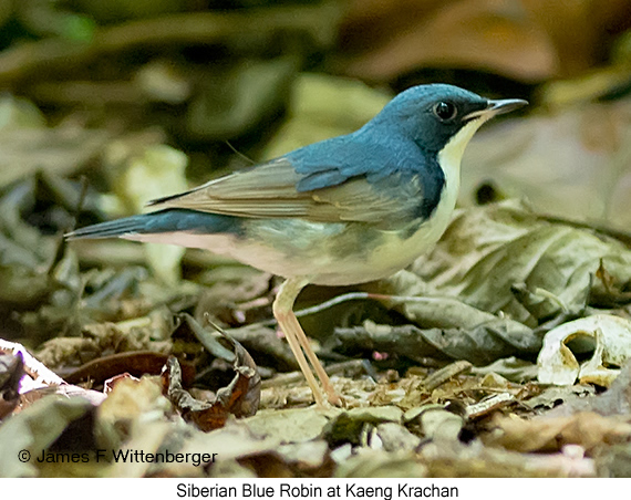 Siberian Blue Robin - © James F Wittenberger and Exotic Birding LLC