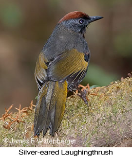 Silver-eared Laughingthrush - © James F Wittenberger and Exotic Birding LLC