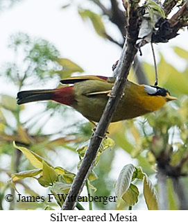 Silver-eared Mesia - © James F Wittenberger and Exotic Birding LLC