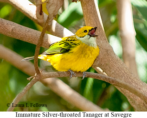 Silver-throated Tanager - © James F Wittenberger and Exotic Birding LLC