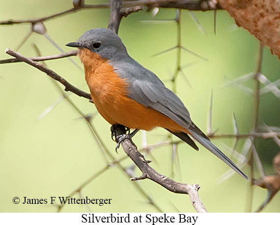 Silverbird - © James F Wittenberger and Exotic Birding LLC