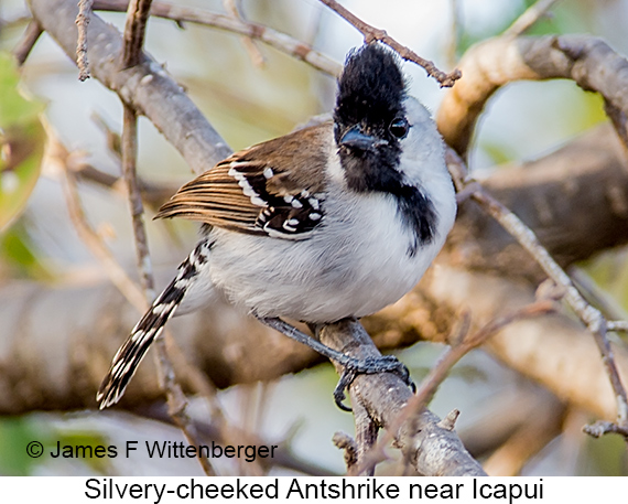 Silvery-cheeked Antshrike - © James F Wittenberger and Exotic Birding LLC