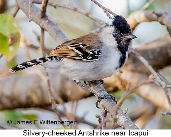 Silvery-cheeked Antshrike - © James F Wittenberger and Exotic Birding LLC