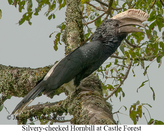 Silvery-cheeked Hornbill - © James F Wittenberger and Exotic Birding LLC