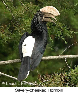 Silvery-cheeked Hornbill - © Laura L Fellows and Exotic Birding LLC