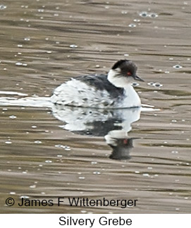 Silvery Grebe - © James F Wittenberger and Exotic Birding LLC