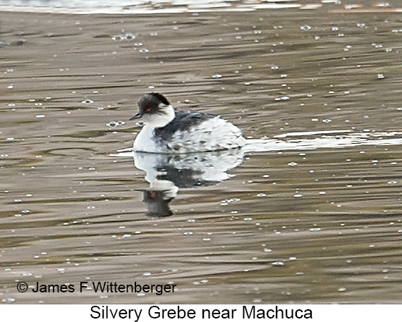 Silvery Grebe - © James F Wittenberger and Exotic Birding LLC