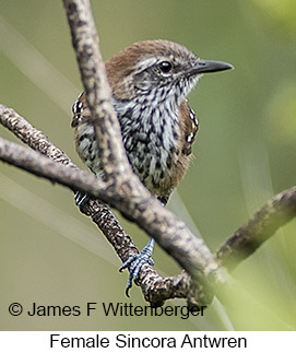 Sincora Antwren - © James F Wittenberger and Exotic Birding LLC