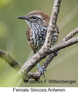 Sincora Antwren - © James F Wittenberger and Exotic Birding LLC