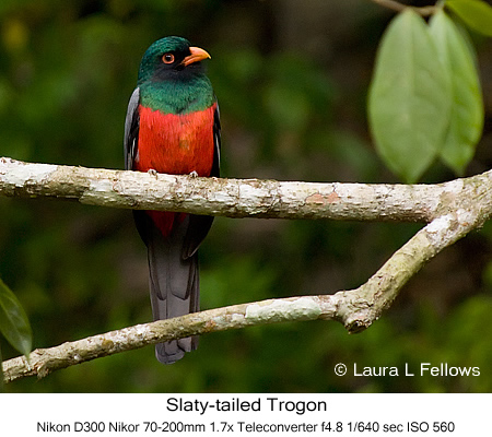 Slaty-tailed Trogon - © Laura L Fellows and Exotic Birding Tours