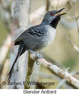 Slender Antbird - © James F Wittenberger and Exotic Birding LLC